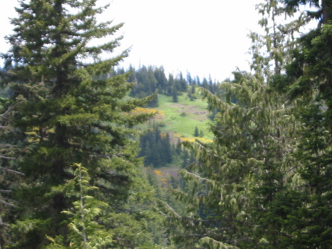 ...and views of alpine meadows
