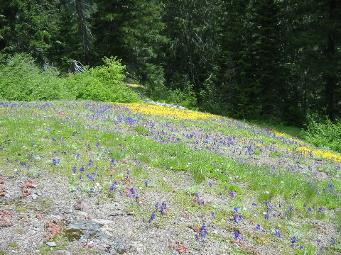 with Larkspur and yellow Monkey flowers