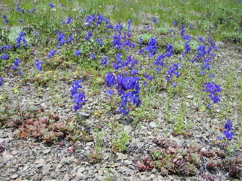 ...more Larkspur