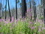 Fireweed (the name fits the surroundings)