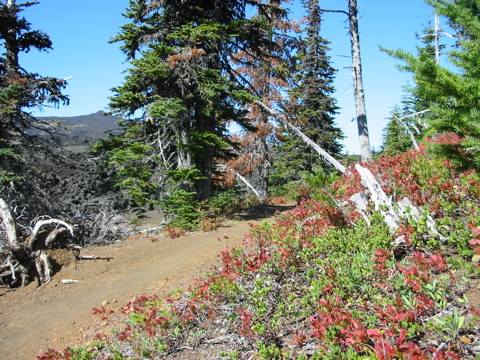 the PCNST between lava and life