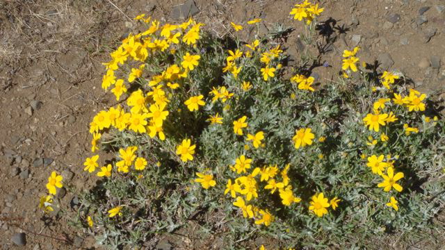 Monkey Flower?