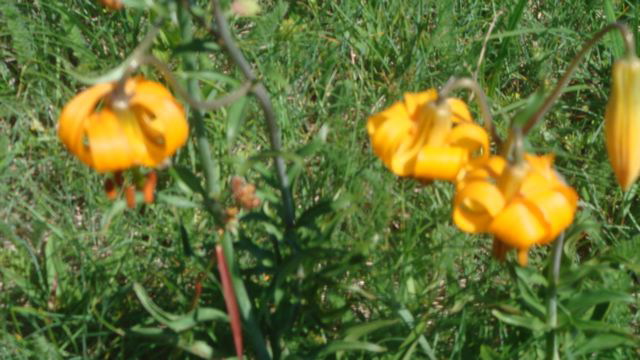Columbia Tiger Lily
