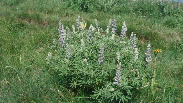 Lupine