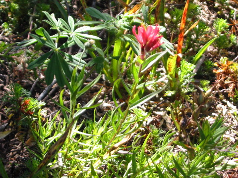 a last Indian Paint Brush