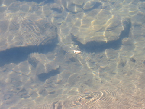 little toad swimming.