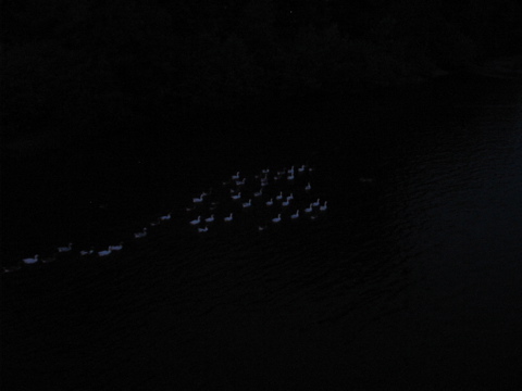 ducks floating by to check us out