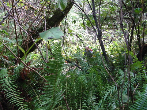 auf dem Weg zum Kap Perpetua