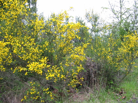 seen along the morning hike: Scotch broom,
