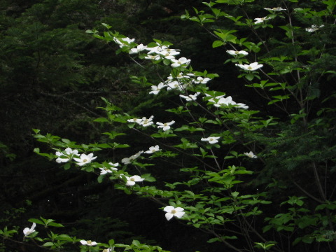dogwood,