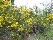 seen along the morning hike: Scotch broom,