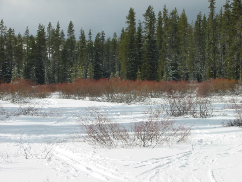 Normally, these bushes would be under snow