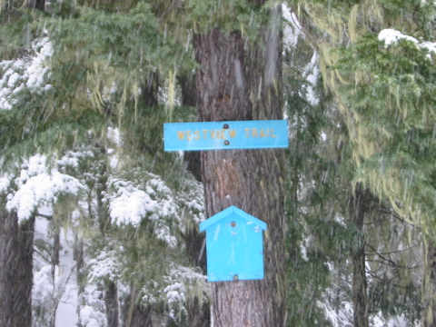 Here the trail forks