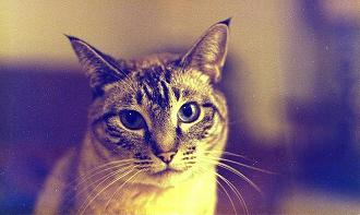 This is a picture of Frosty the cat