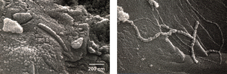 Martian Microfossils