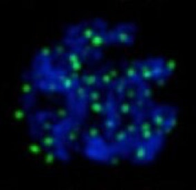 heat-induced DSBs (green) in single spermatocyte