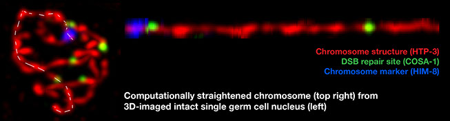 Computationally straightened chromosome from high resolution imaged pachytene nucleus stained for chromosome structures and a crossover marker