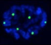 Oocyte nucleus from the C. elegans germline stained with COSA-1 to mark meiotic crossover formation