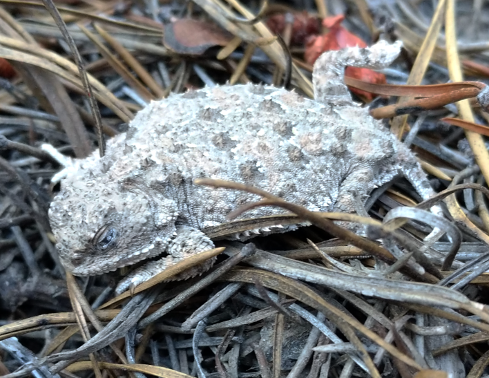 pygmy short-horned lizard