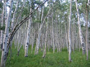 picture of grove of aspen trees