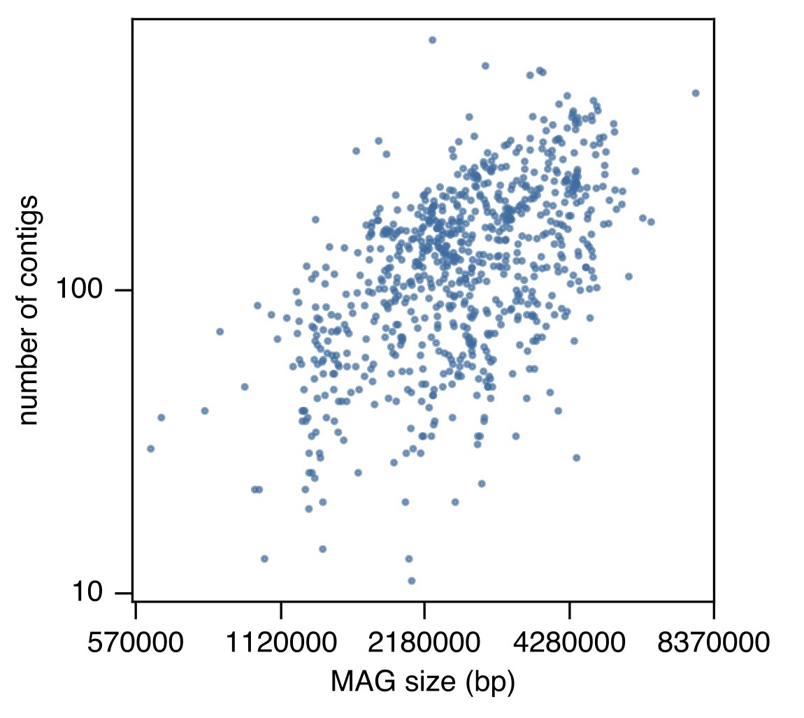 Size and number of contigs in each MAG.