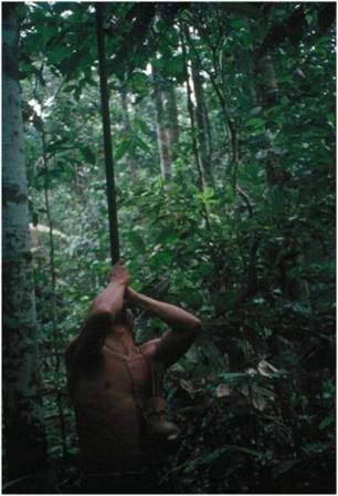 Shiwiar man blowgun (uum) hunting: Ecuador. Photo: Sugiyama 1995.