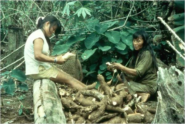 Harvesting manioc (mama). Photo: Sugiyama 1995.