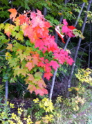 (D)Red maple at Pogue Pond