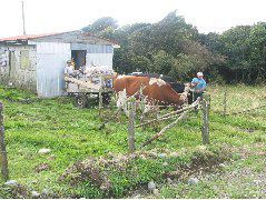 Day 4, Chiloe Island18, Ox Cart2