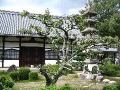 tree with pagoda Uji.JPG