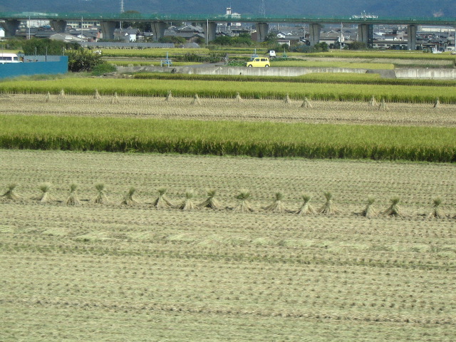 rice shocks from train.JPG