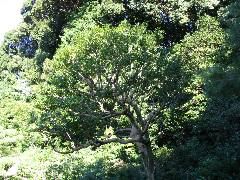 Chishaku-In tree.JPG