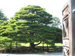pine tree Nijo.JPG