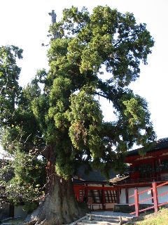 Nara shrine ancient cedar.JPG