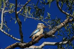 blue-winged kookaburra